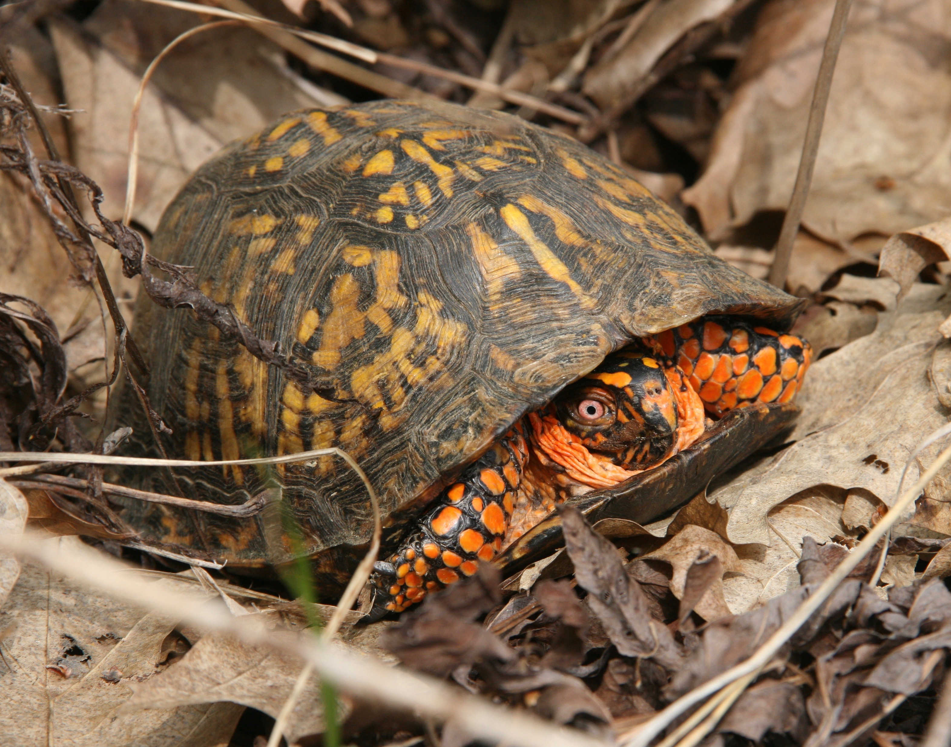 eastern-box-turtle-conservation-rcngrants